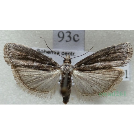 Pyla fusca (Haworth, 1811) Czech93c
